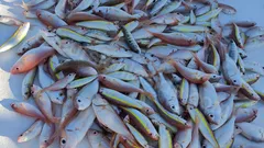 Side Fishing Tour nav photo 21
