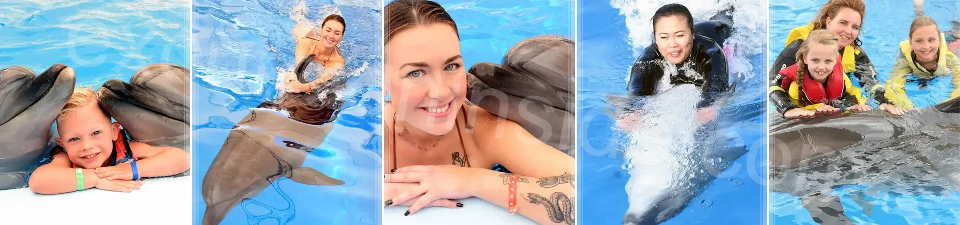 Swim With Dolphins in Side